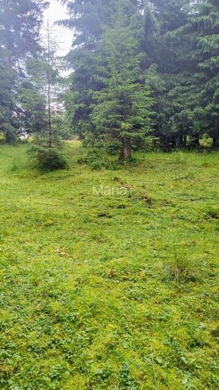 Teren intravilan 1.370 mp, Muntele Băișorii – zonă centrală, lângă pensiunea Ski - 2