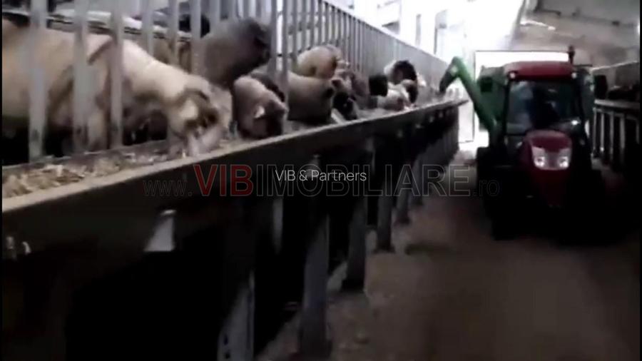 *Fermă modernă export miei | 6 ha | Standarde europene ,Brăila* - 2