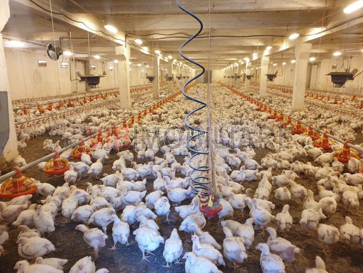 Ferma avicola populata, aparoape de Oradea - 7