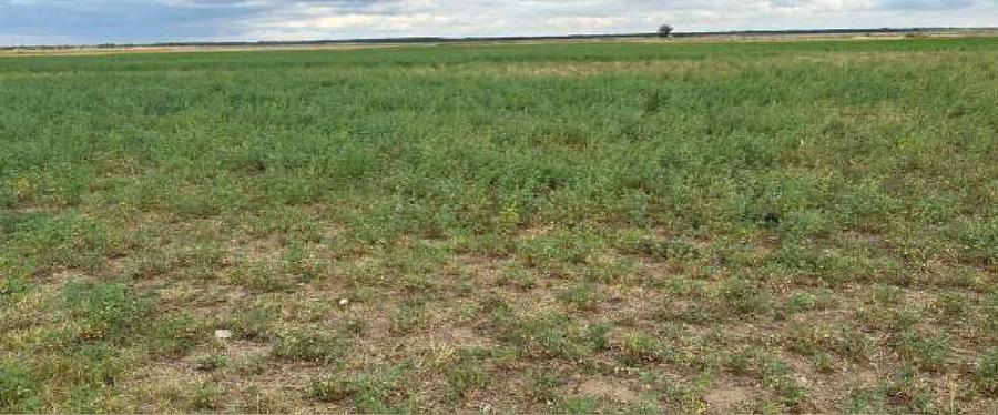 Teren extravilan agricol - Fundeni jud Galati