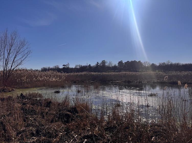Teren cu deschidere la lac strada Orhideelor- conectare imediata la curent
