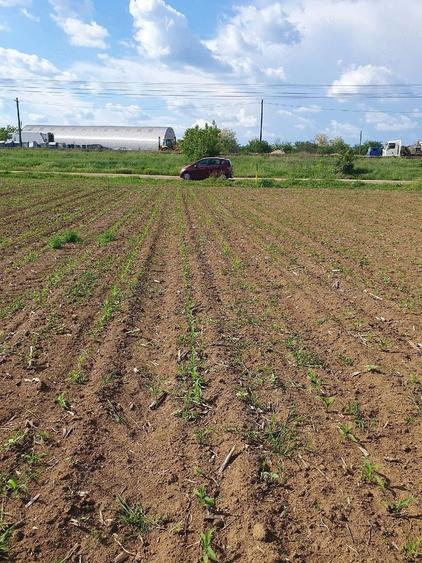 Teren intravilan 1.000 mp | Moara Vlăsiei | Strada Berzei
