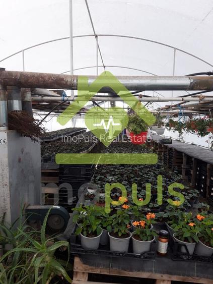 🗺️ Teren intravilan in Jupani (Timis), 10,19 Euro/mp.✨ - 14