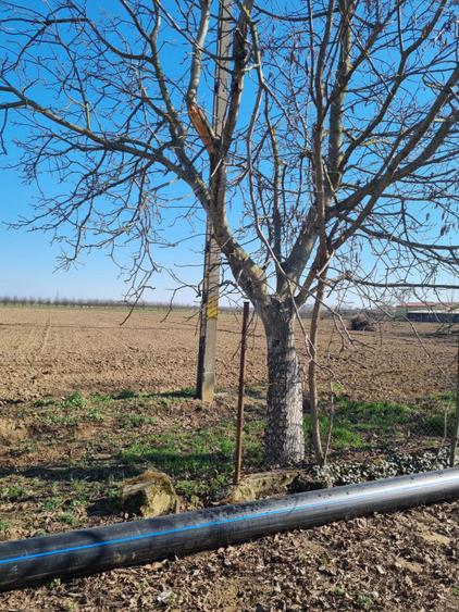 Teren intravilan de vânzare – Pădurea Noroieni