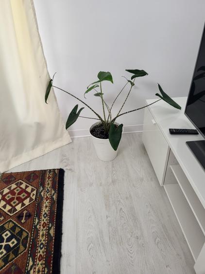3 Splendida in Primaverii, renovat recent, curte, parcare,INCHIRIATA