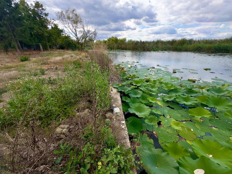 Teren 1000mp deschidere 25m Lac Snagov | 2 deschideri |