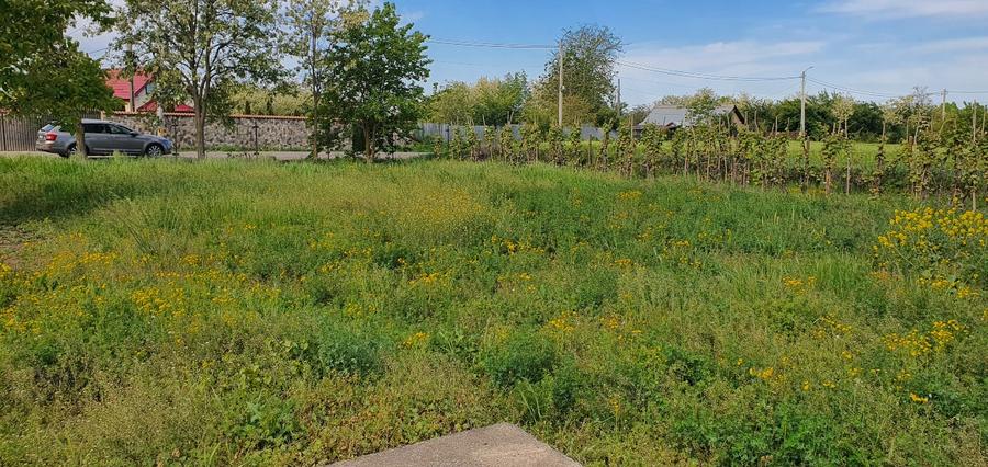 Teren intravilan 2300mp Sarulesti Sat Calarasi