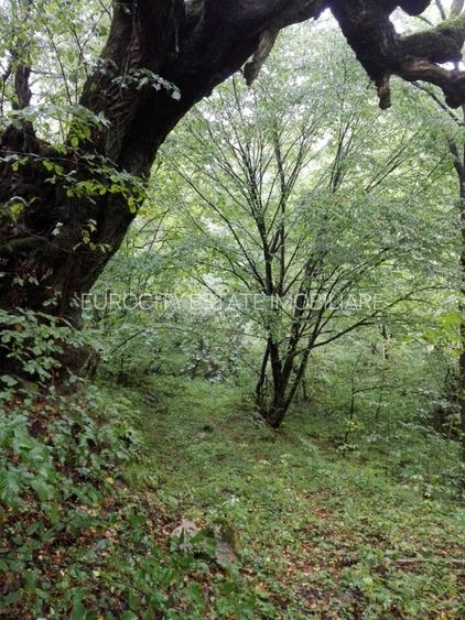 Proprietate rară în inima Retezatului – 5.700 mp teren intravilan - 15