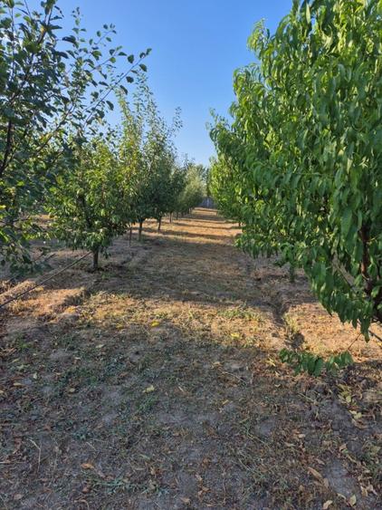 Casă de vânzare în comuna Făcăeni, județul Ialomița – teren 2600 mp, casă nouă,