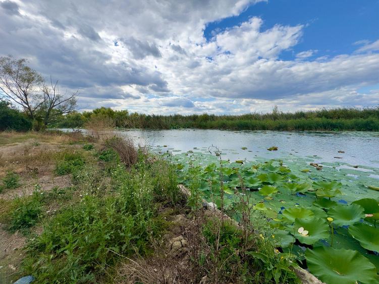 Teren 1000mp deschidere 25m Lac Snagov | 2 deschideri |