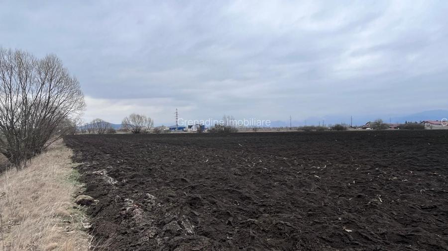 Teren 50000mp Extravilan-Intrare Halchiu-Cod 5235 - 8