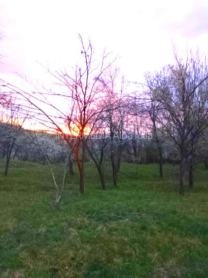 Gospodarie, casa cu 5 camere si 8272 mp teren, in Oarda - 20