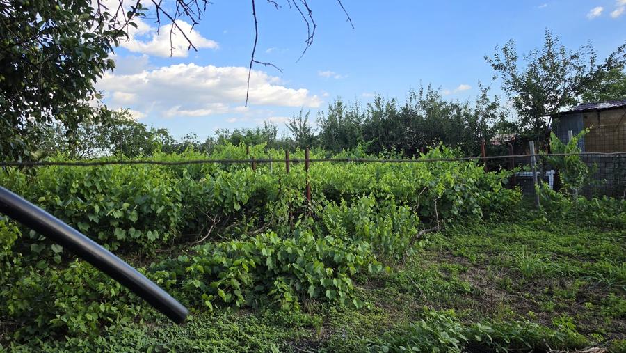 Casă cu potențial, 4 camere, lângă pădure-Jud Giurgiu-Mihai Bravu.
