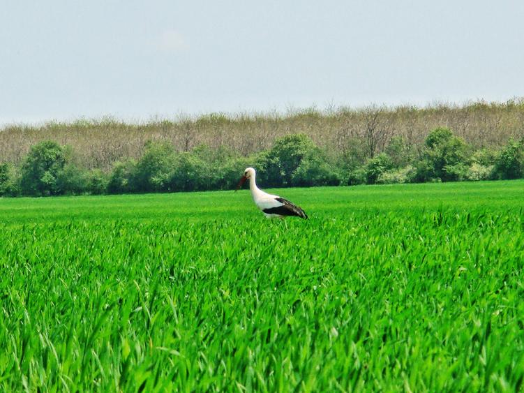 Loturi 1000 mp Frumușani–natură, zona cu pădure si lac, deschidere drum județean