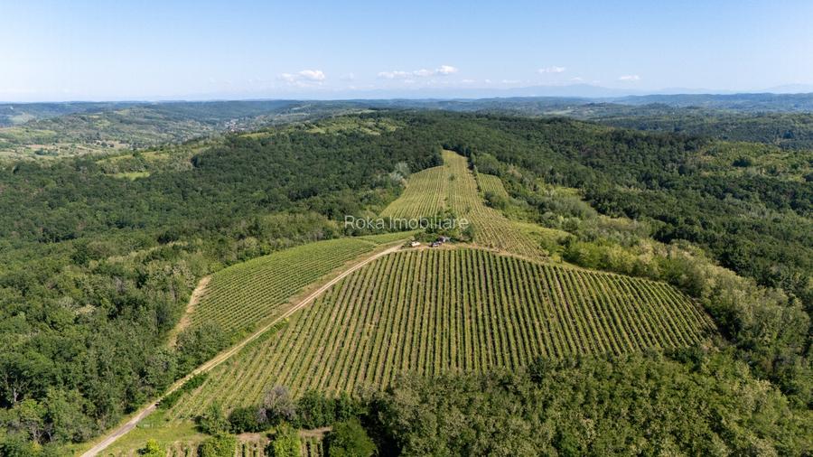 CRAMĂ PREMIUM DE VÂNZARE -60 HA- CONAC ISTORIC- PODGORIA DRĂGĂȘANI - 3