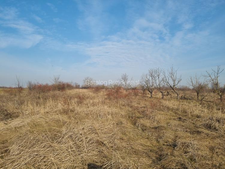 Teren de vanzare 2500 mp Adunatii Copaceni- in spatele Primariei - 3