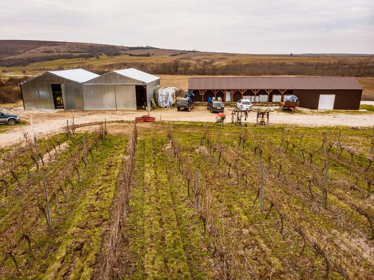 Vie de 115 Hectare în satul Dud, județul Arad