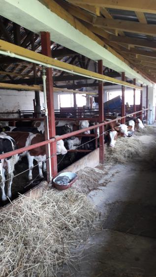 Abator complet functional cu grajduri pentru animale in Bod Colonie