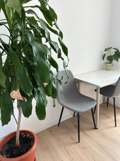 Apartamentul, primul chiriasi