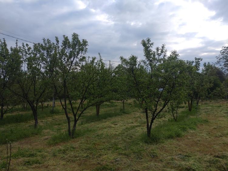 Casa de vacanta Corbii Mari cu teren generos livada si gradina