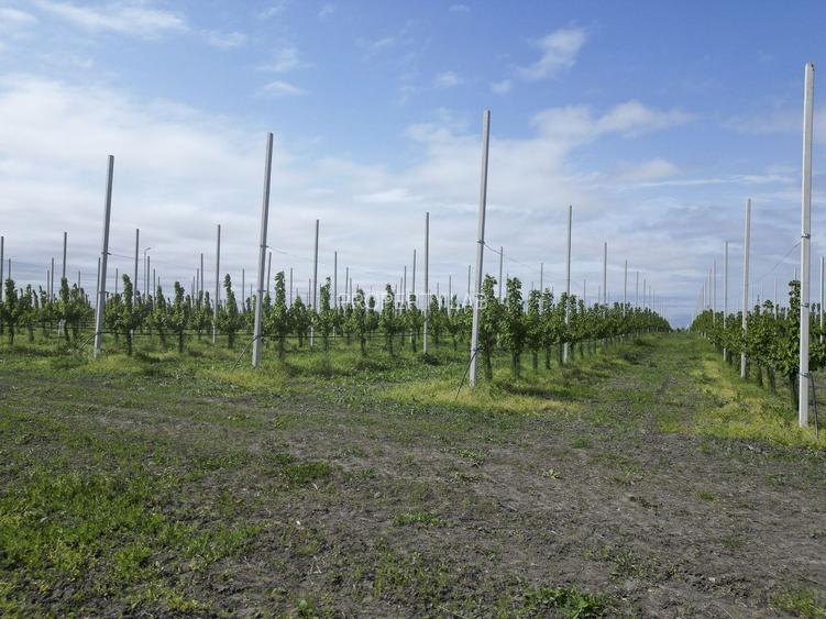 Platformă agro-industrială cu potențial de scalare - 6