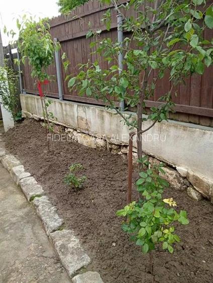 Casa 4 camere , 260 mp teren ,zona Ticau - Iasi - 7