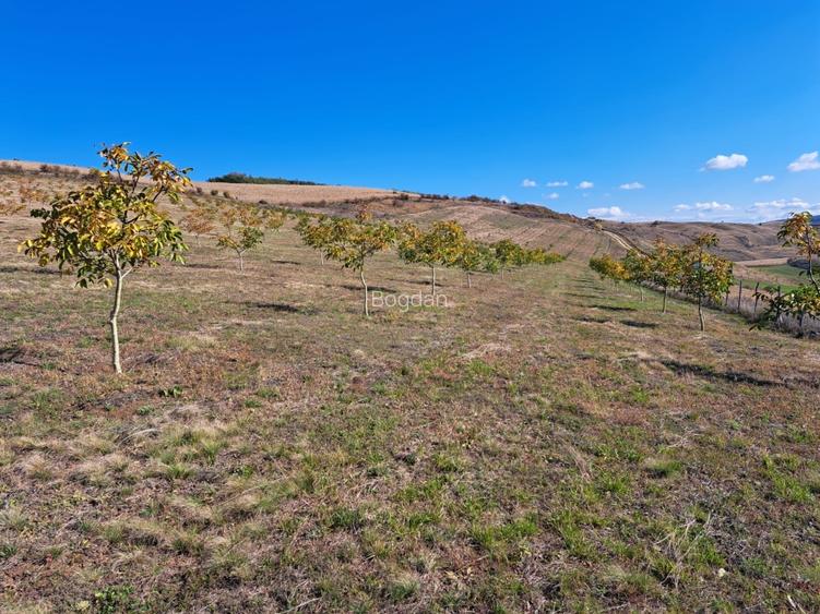 Teren agricol de vanzare  - 4