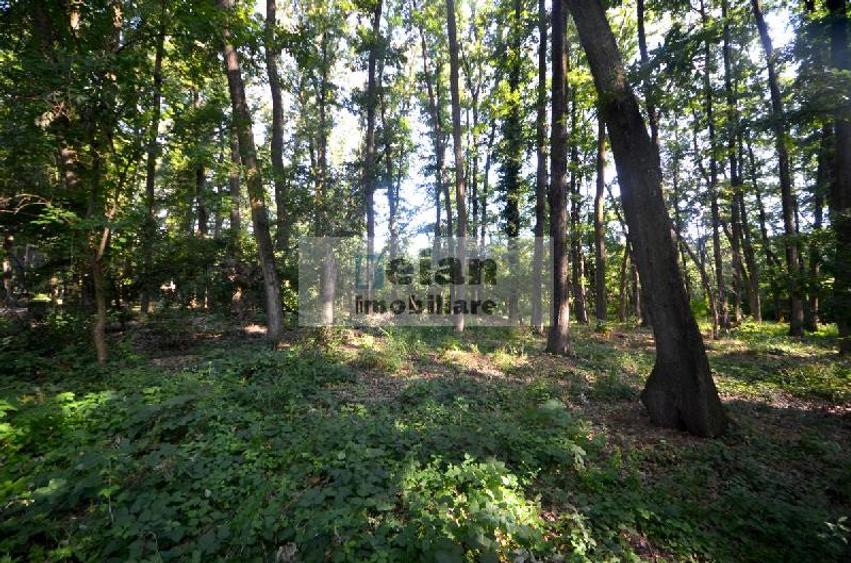 Corbeanca - Padure Petresti, 6000 Mp, Teren Unic, 52 Deschidere, Utili