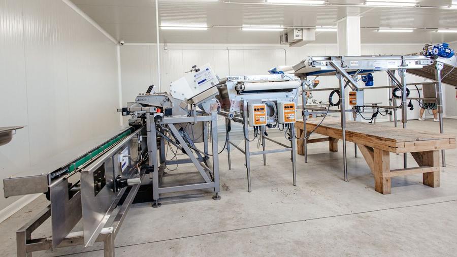 BUSINESS DE VANZARE Plantatie de afin din Romania