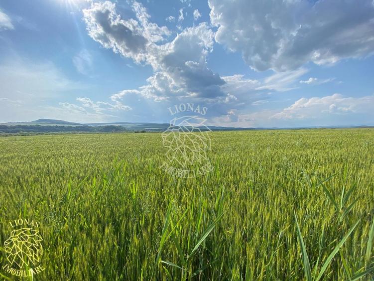 Teren -4.300 mp - Arabil - Chintelnic