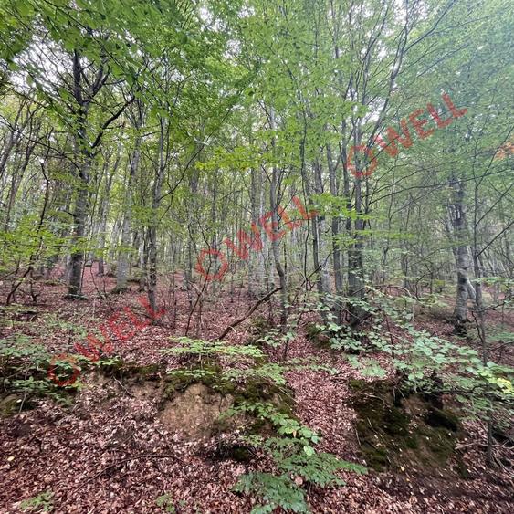 De vânzare pădure mixtă în Dalnic!