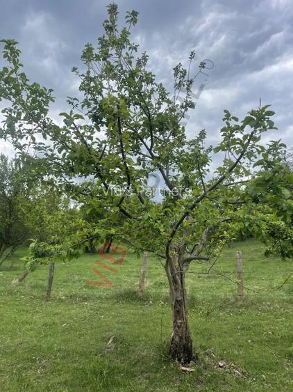 Mihaesti - Sat Draghici, teren intravilan, 7.280 mp