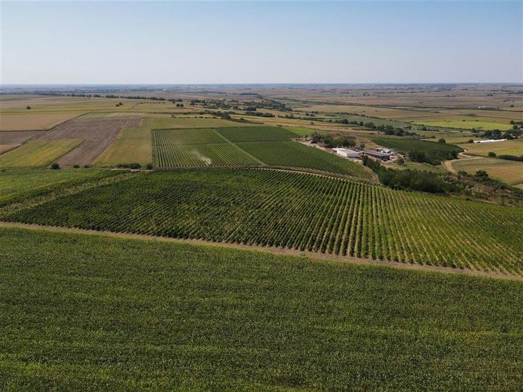 Afacere Investitie Vie 4 Hectare 40 km de Oradea