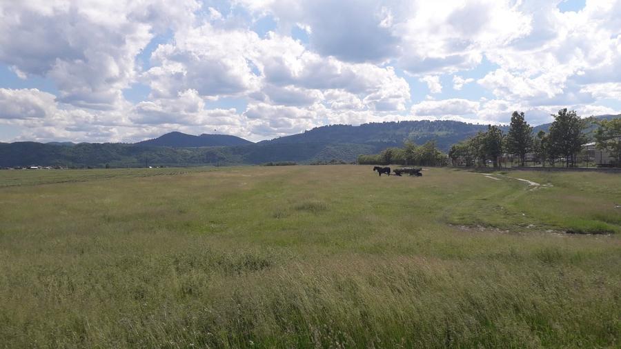 Teren intravilan 8900 mp,Dumbrava Rosiejud Neamt