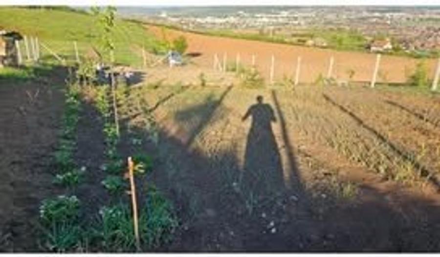 Vand 9 ari teren intravilan, Sancraiu de Mures, aproape de padure