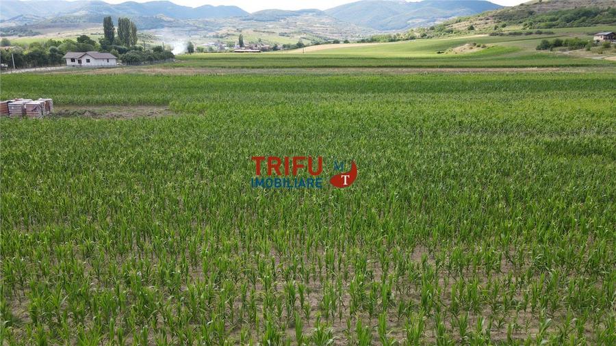 Teren de vanzare Ighiu 1500mp