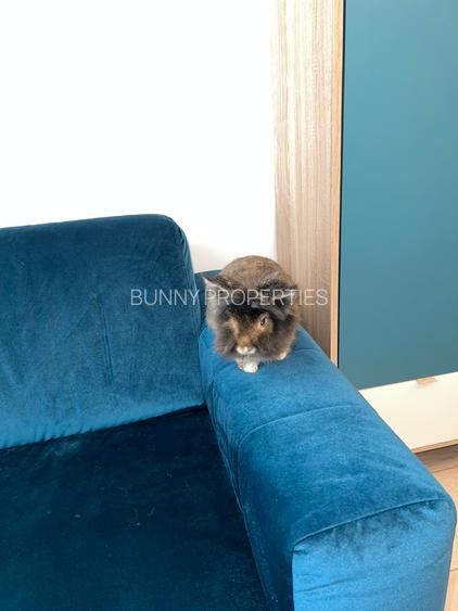 Babu's Luxury Apartement at Novum Politehnica Iuliu Maniu! - 19