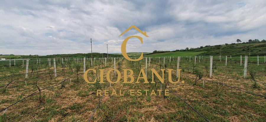Teren intravilan cu PLANTATIE DE GOJII de vanzare in Racari