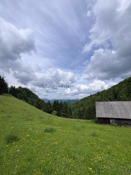 Vând Poiană în mijlocul pădurii, Transapuseana - 2
