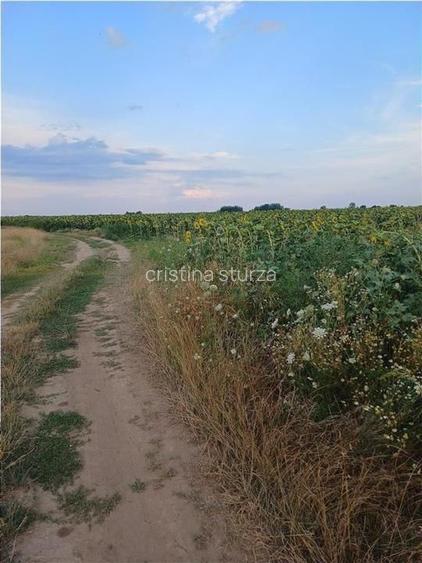 Otopeni-Str.Dr.Garii Balotesti-70.000mp-front 220ml-Ideal Investitie - 7