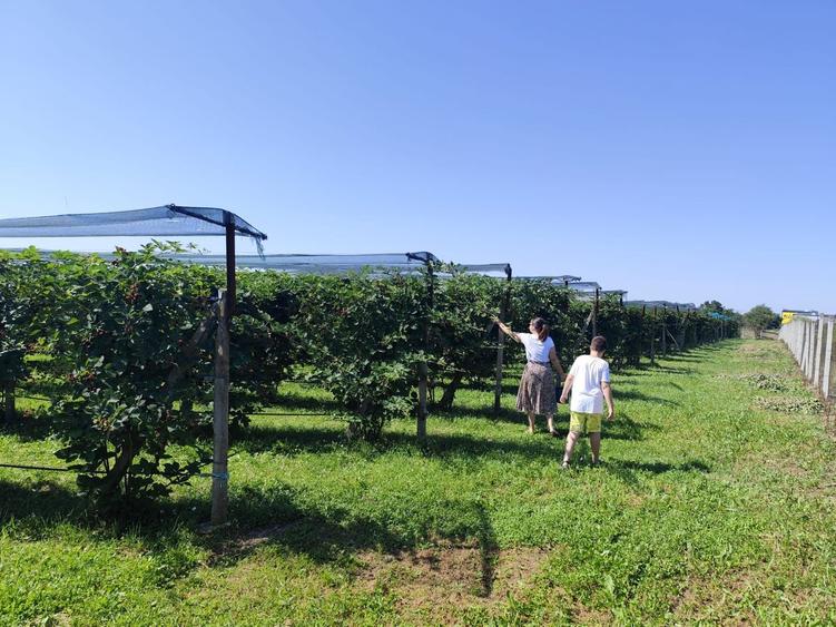 Plantatie de Muri Baicoi 10.000 mp Afacere la cheie!