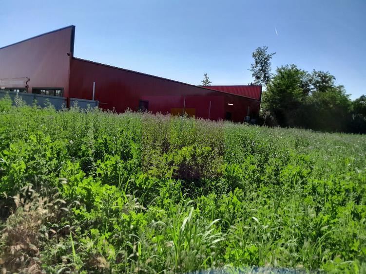 MOVILITA (IL) - SE INCHIRIAZA TEREN LANGA PROFI CU 0.5 EUR/MP/LUNA