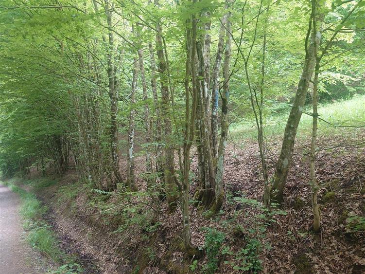 Teren in Bulzestii de Sus 3700mp