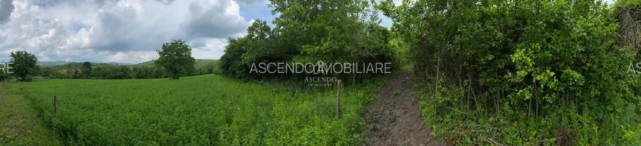 Domeniu 15.900 mp în Fințești | Casă + Investiție Dealu Mare - 14