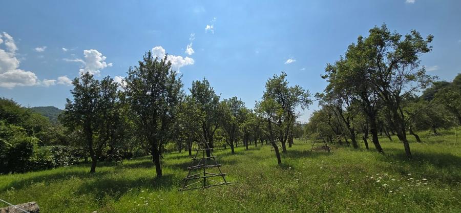 Teren intravilan 8.000 mp, Arefu – Transfăgărășan | livadă, teren plat
