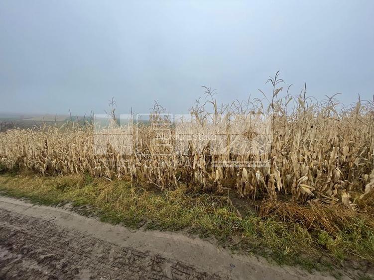 TEREN EXTRAVILAN | DOUA PARCELE 2.84 HA| DARMANESTI - 5