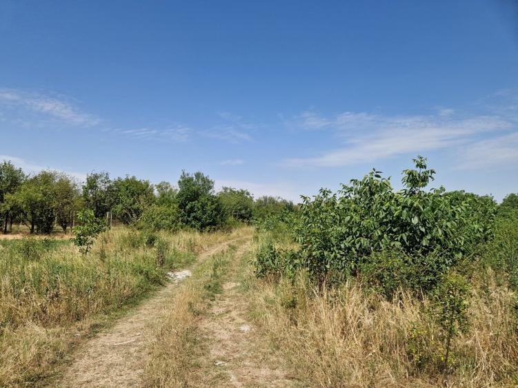 Domnesti - Ciutaci, vanzare 4 loturi de teren intravilan