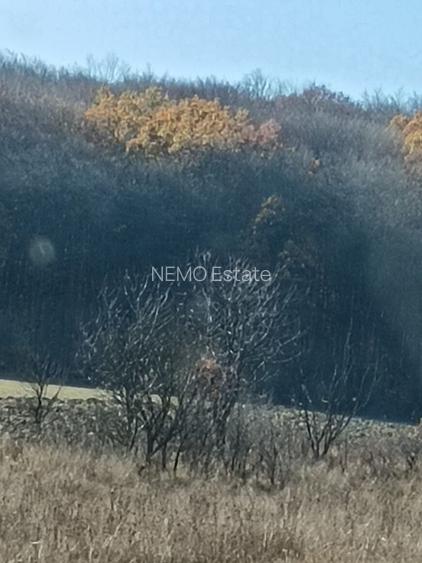 Teren langa Padure Dragomirna 40 Ari ISuceava/Dragomirna I 60.000Euro - 3
