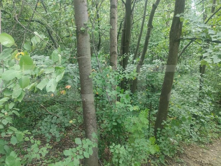 Teren intravilan, 5857 mp, Baltati, Horodnicu de Sus