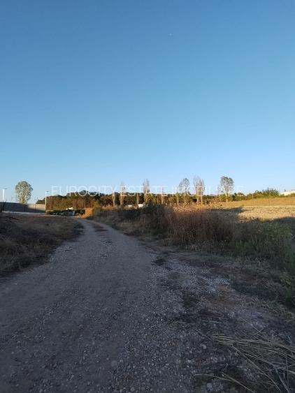 Ciolpani, spre Izvorani - COR, vanzare teren 5000mp. - 4